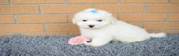 Maltese dogs for sale: Blake 💙 - Ad 4