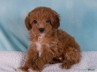 Cavapoo dogs - Ad 25
