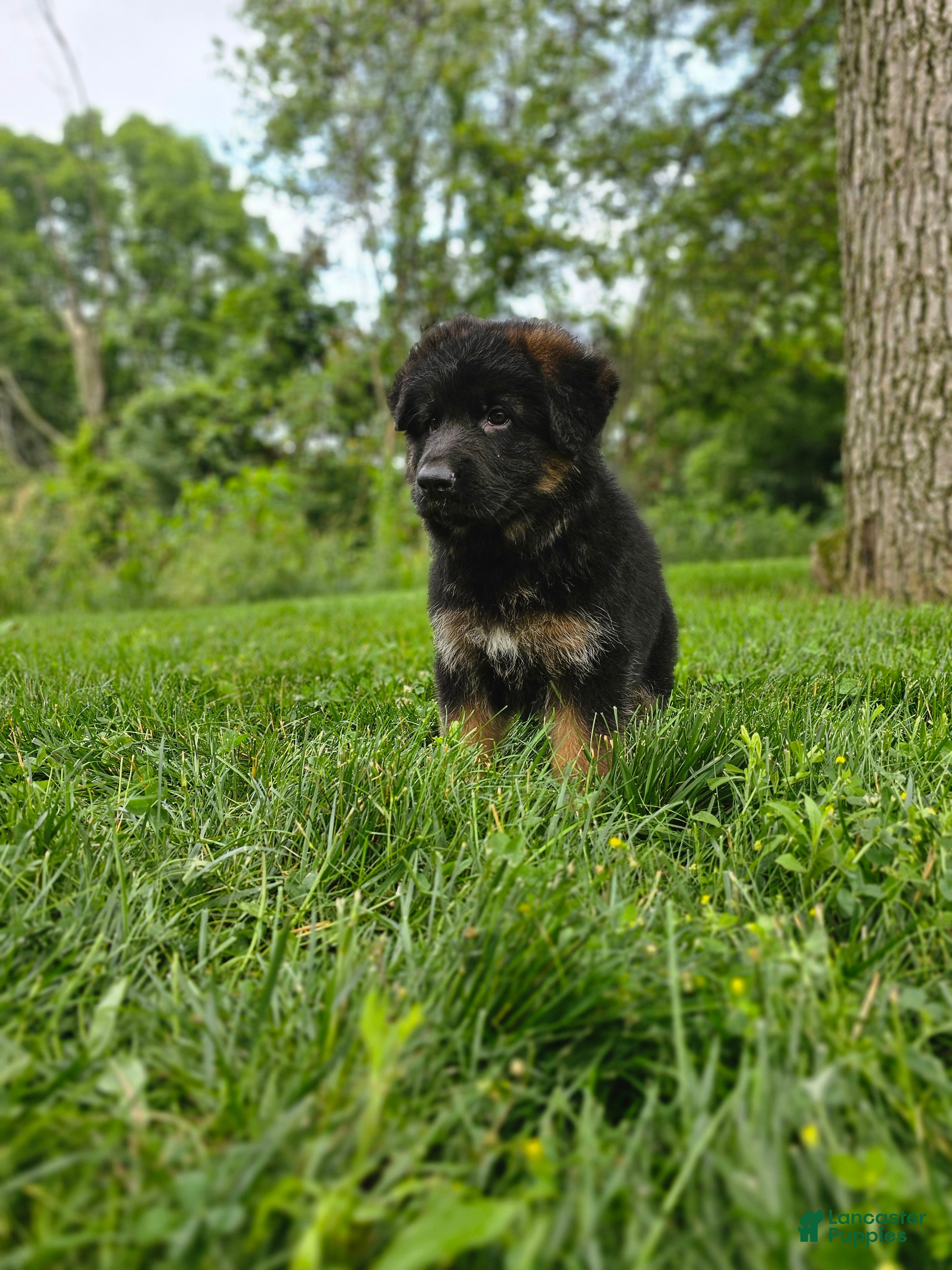 German Shepherd dogs Roxie - Ad 1