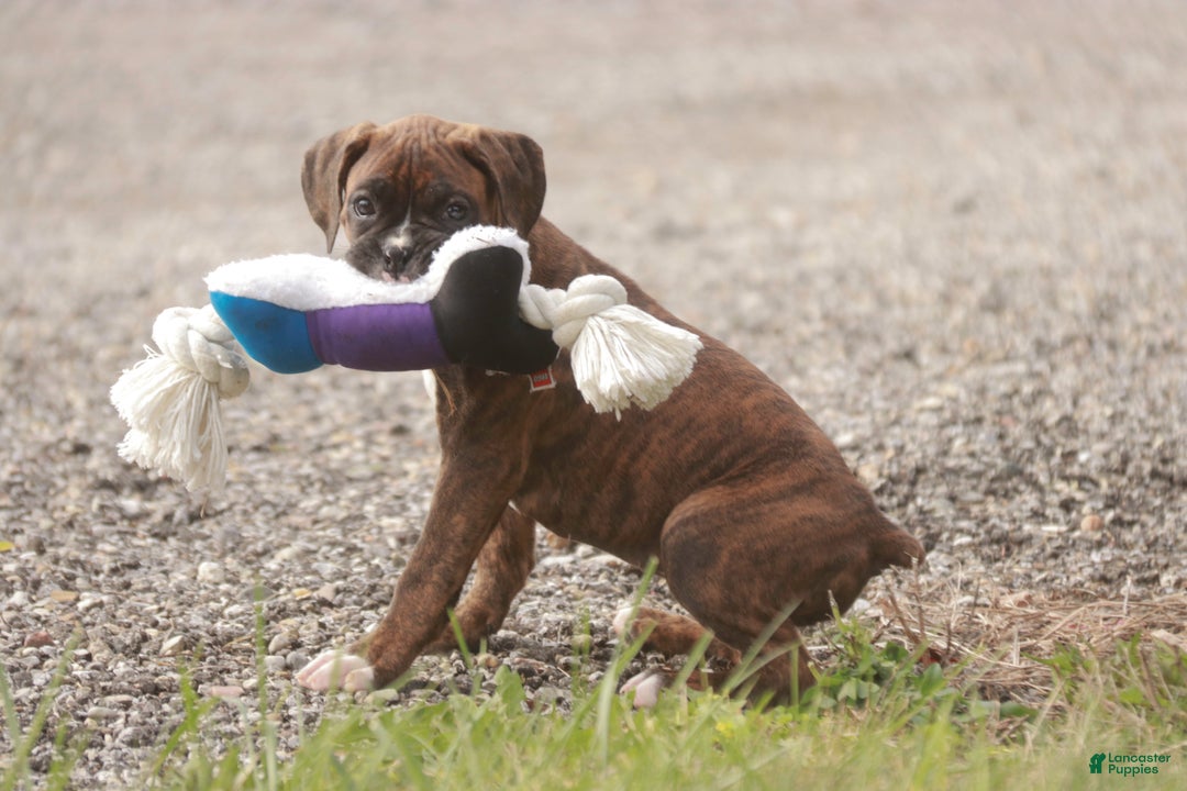 Boxer dogs for sale: Boxer Puppy 4 - Ad 5