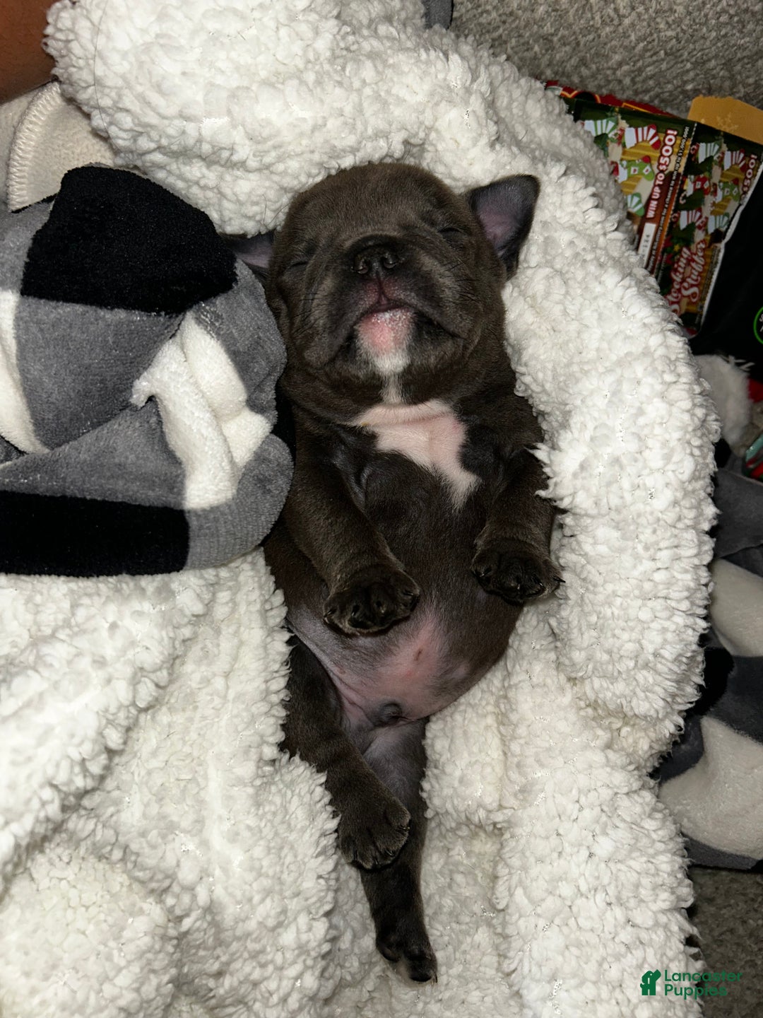 American Bully dogs for sale: American Bully Puppy 4 - Ad 3