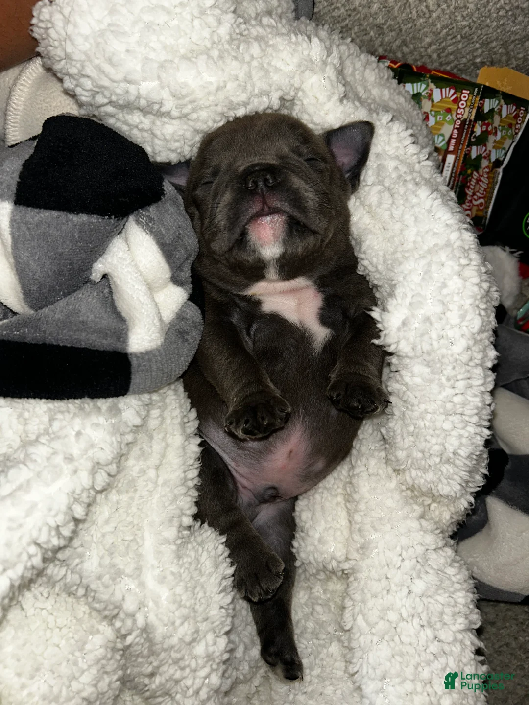 American Bully dogs for sale: American Bully Puppy 4 - Ad 25