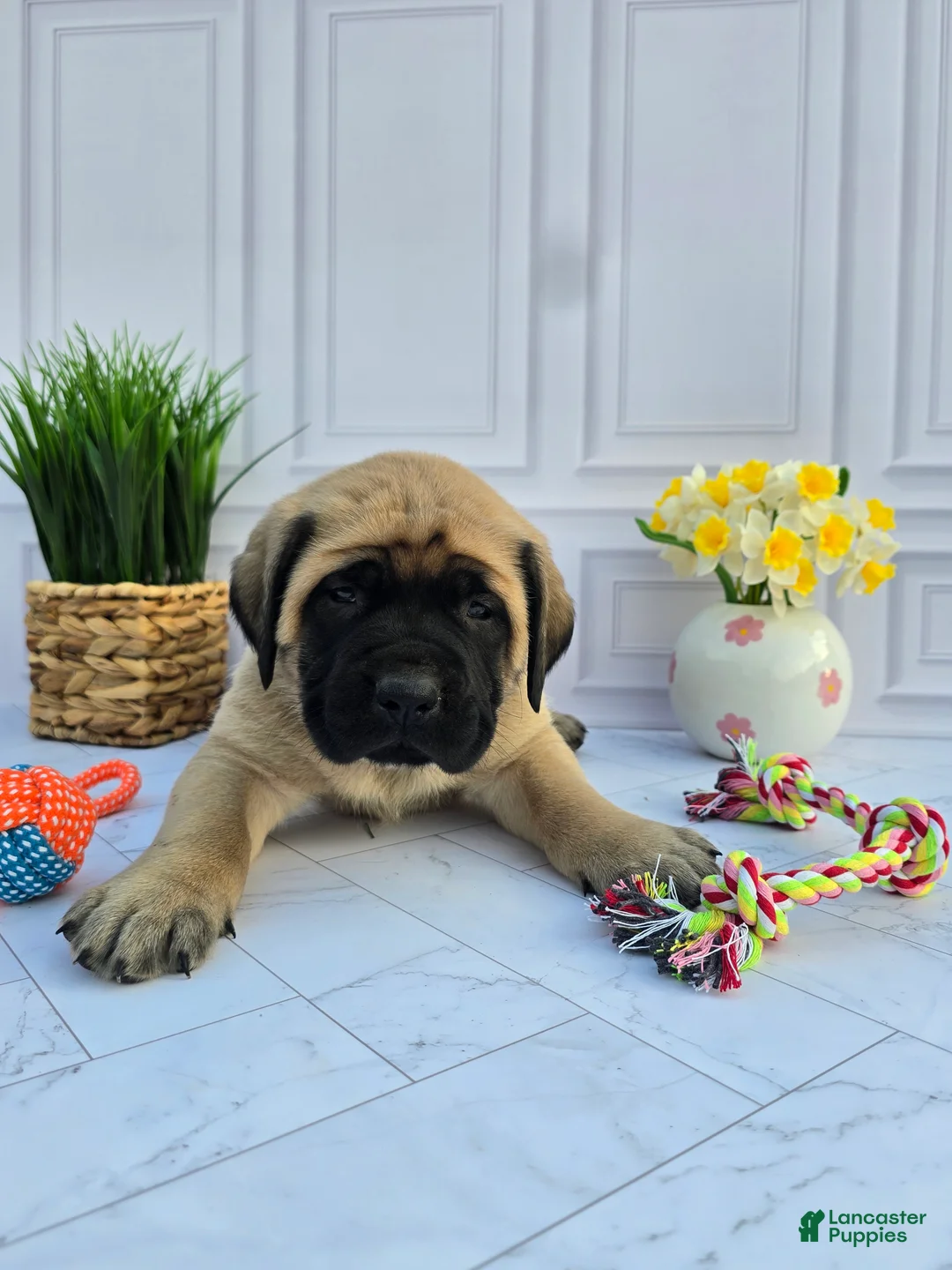English Mastiff dogs for sale: English Mastiff Puppy 2 - Ad 2