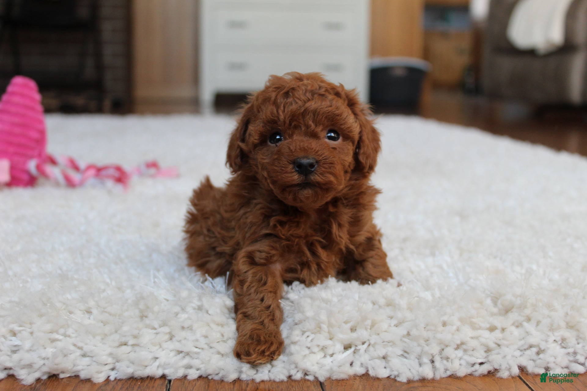 Toy Poodle dogs Mia - Ad 2