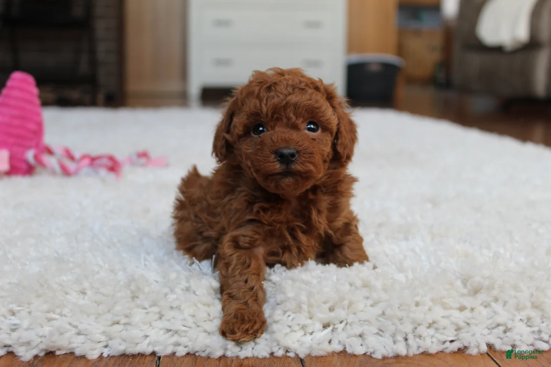 Toy Poodle dogs for sale: Mia - Ad 2