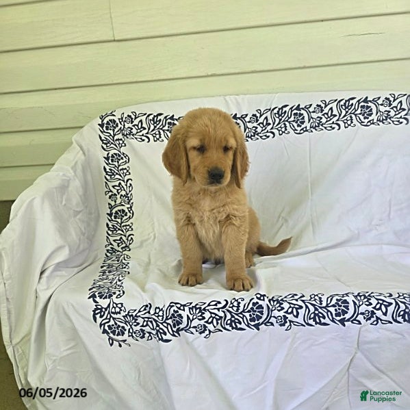 Golden Retriever dogs Sparky - Ad 2