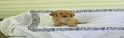 Golden Retriever dogs for sale: Sparky - Ad 2