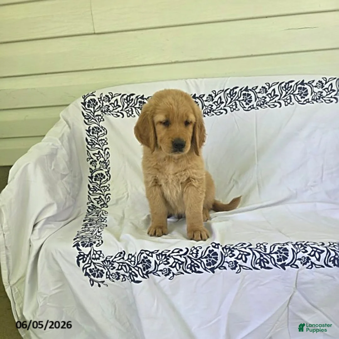 Golden Retriever dogs for sale: Sparky - Ad 2