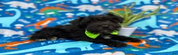 Miniature Schnauzer dogs for sale: Valentino - Ad 5