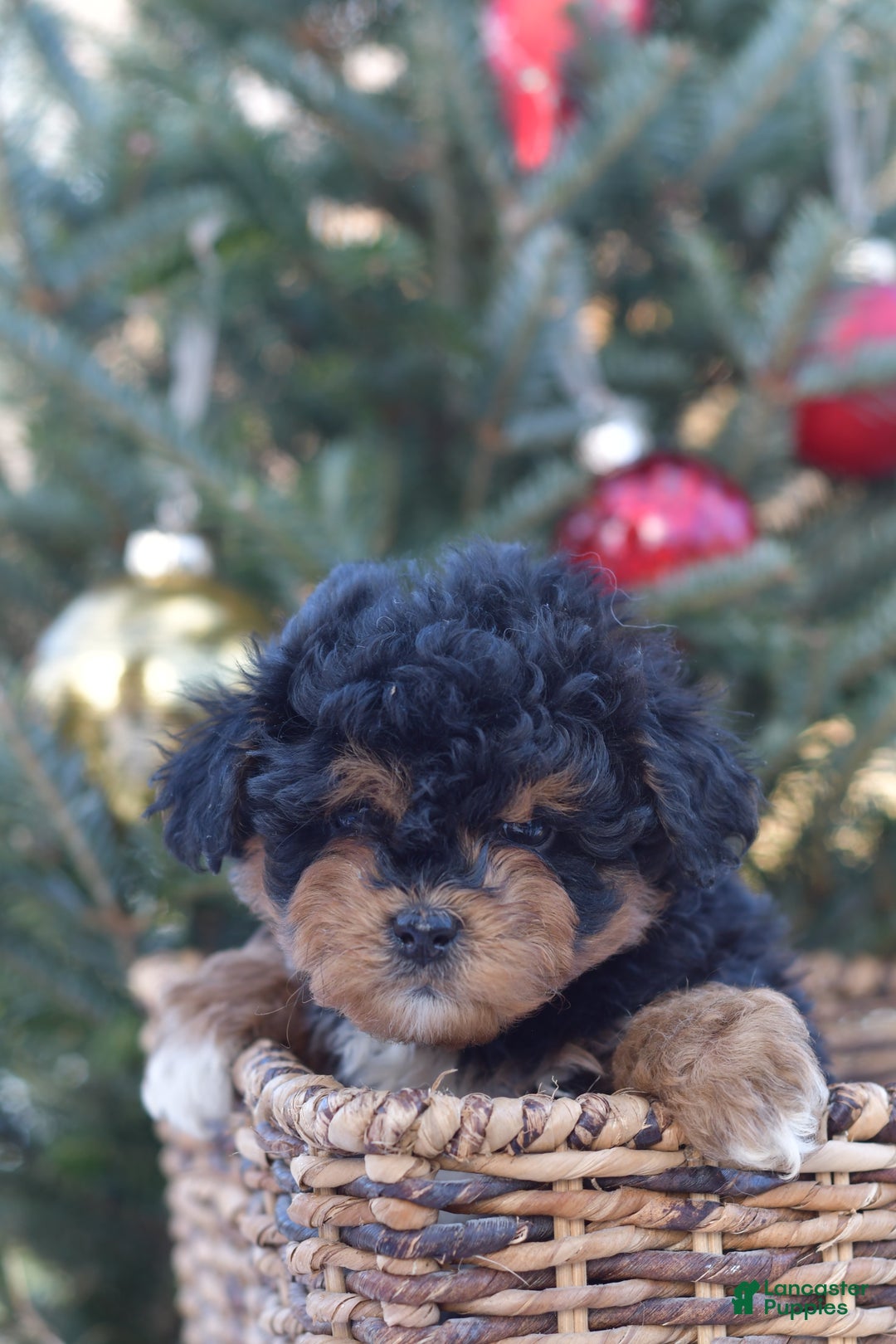 Mini Aussiedoodle dogs for sale: Bear - Ad 22
