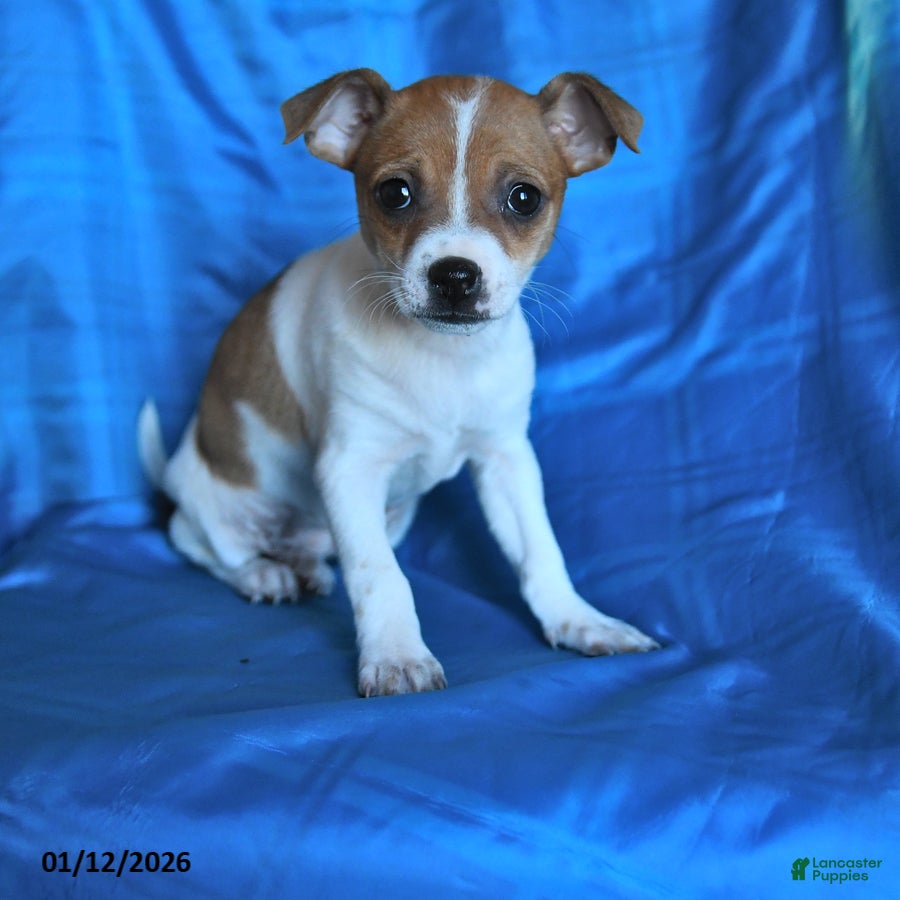 Chihuahua dogs Sheri  - Ad 1