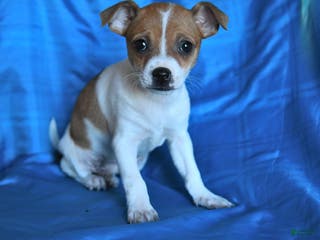 Chihuahua dogs Sheri - Ad 1