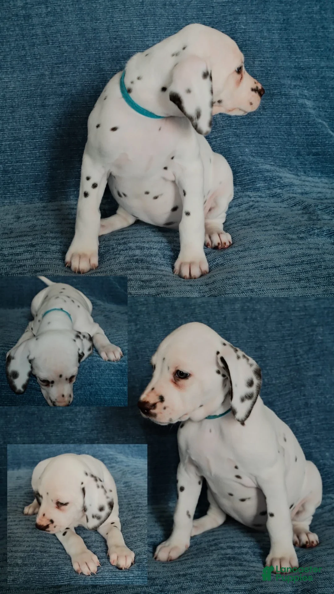 Dalmatian dogs for sale: Wasabi - Ad 2