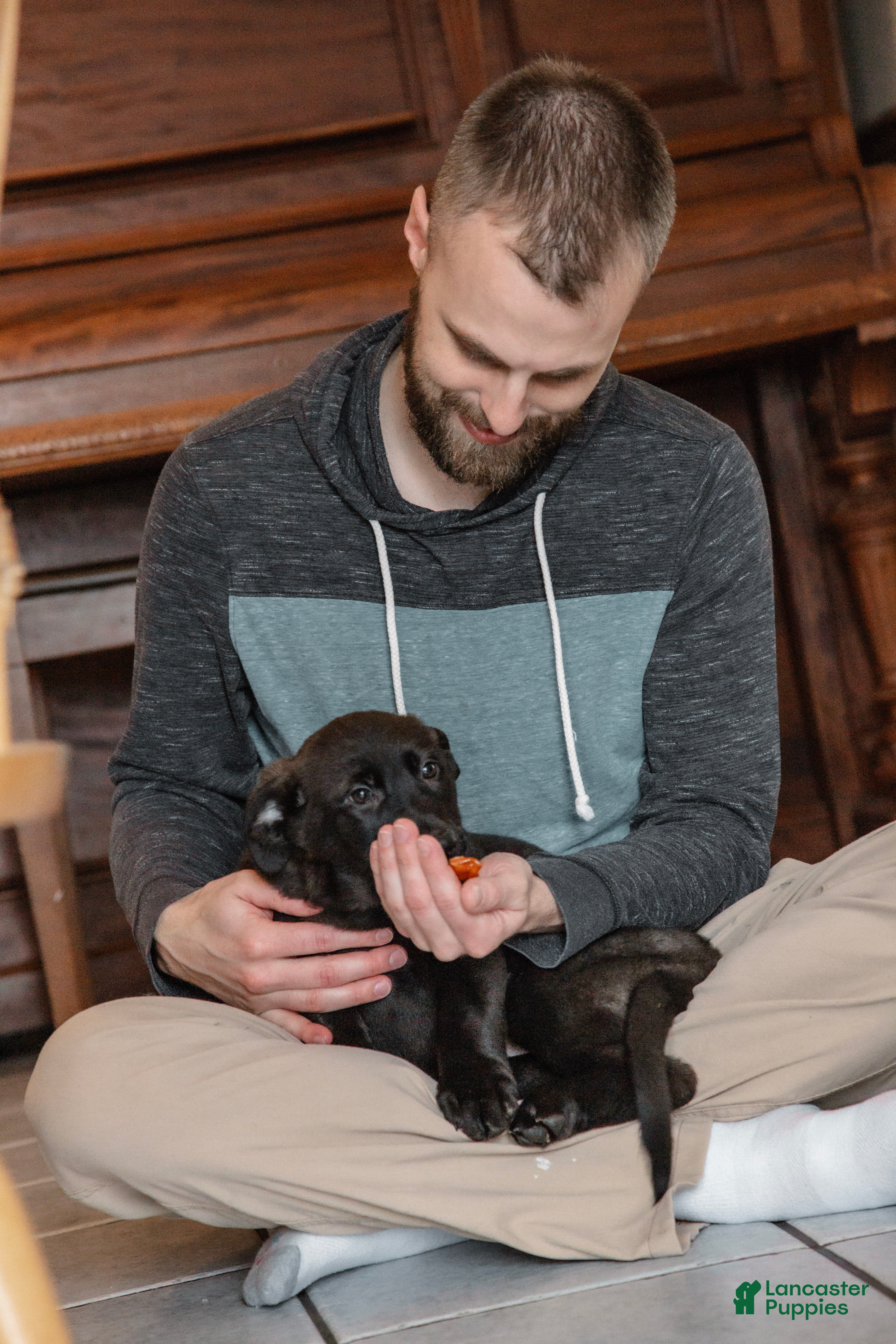 Mixed Breed dogs Penny - Ad 2