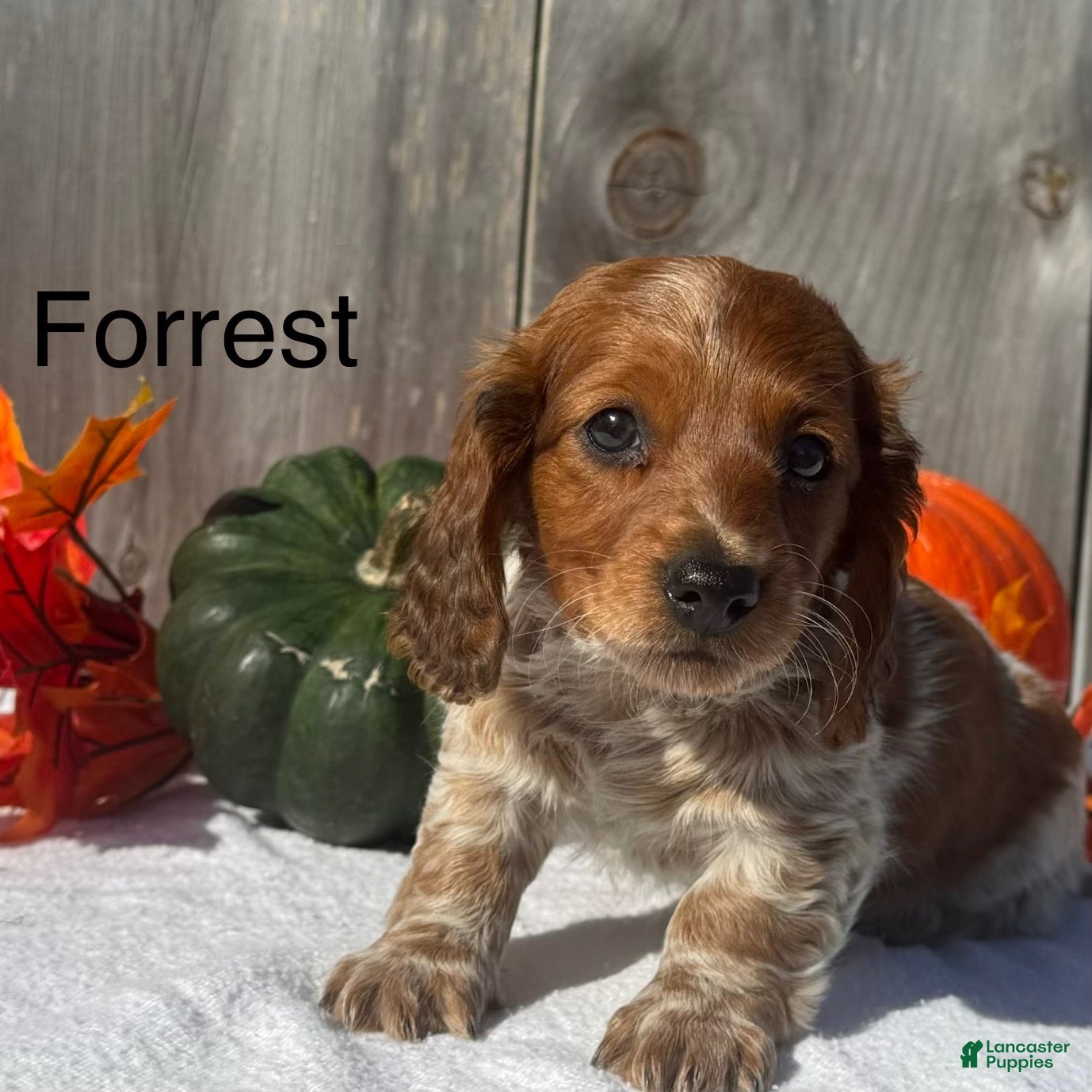 Miniature Dachshund dogs for sale: Forrest - Ad 1