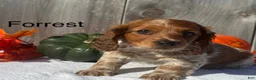 Miniature Dachshund dogs for sale: Forrest - Ad 1