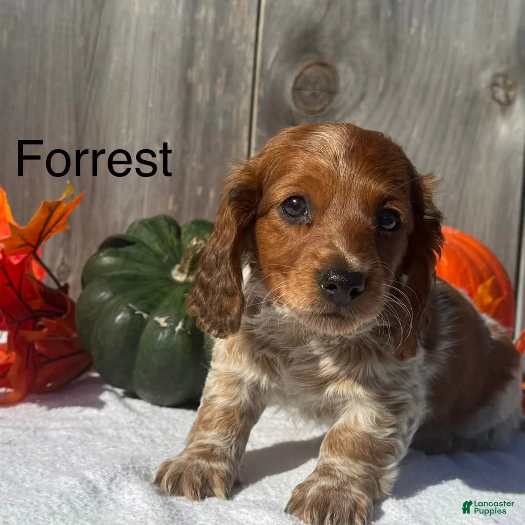 Miniature Dachshund dogs for sale: Forrest - Ad 1