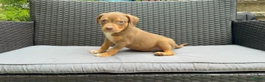 American Bully 1