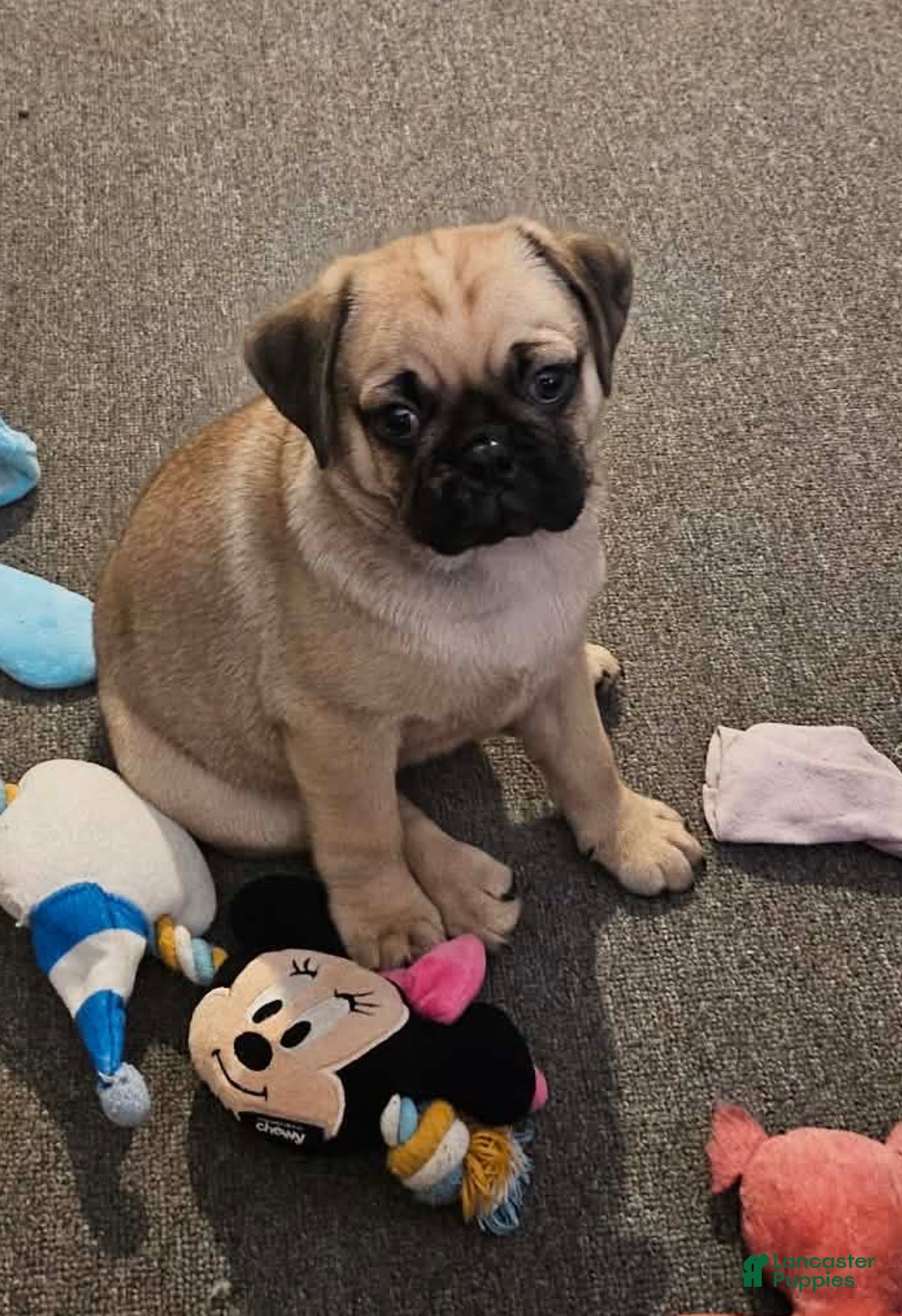 Pug dogs James - Ad 4