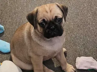 Pug dogs James - Ad 4