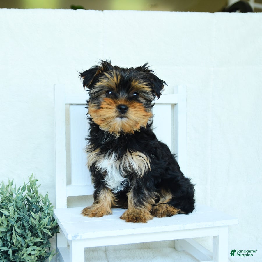 Yorkshire Terrier dogs Skye - Ad 1