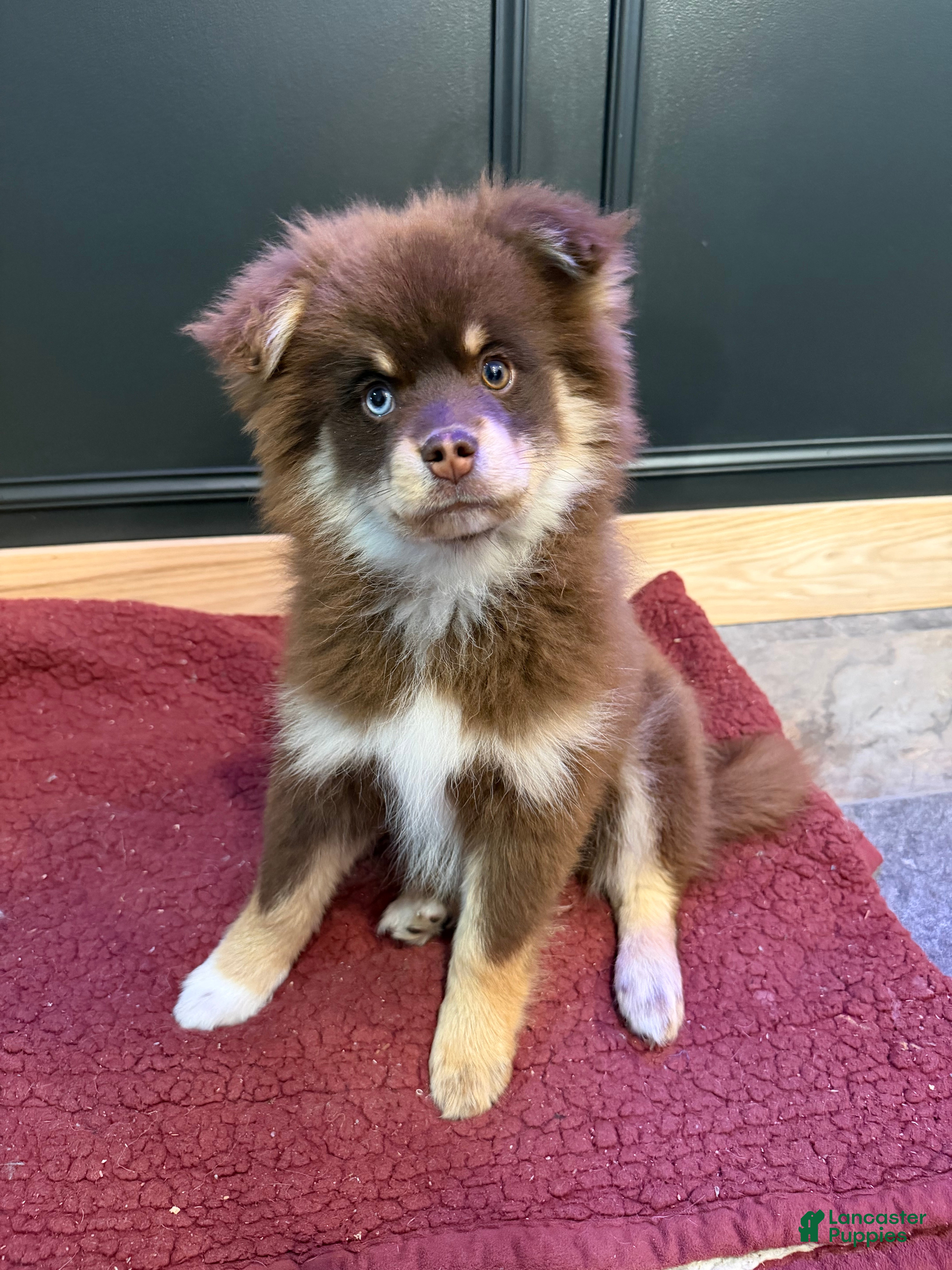 Pomsky dogs Teddy - Ad 2