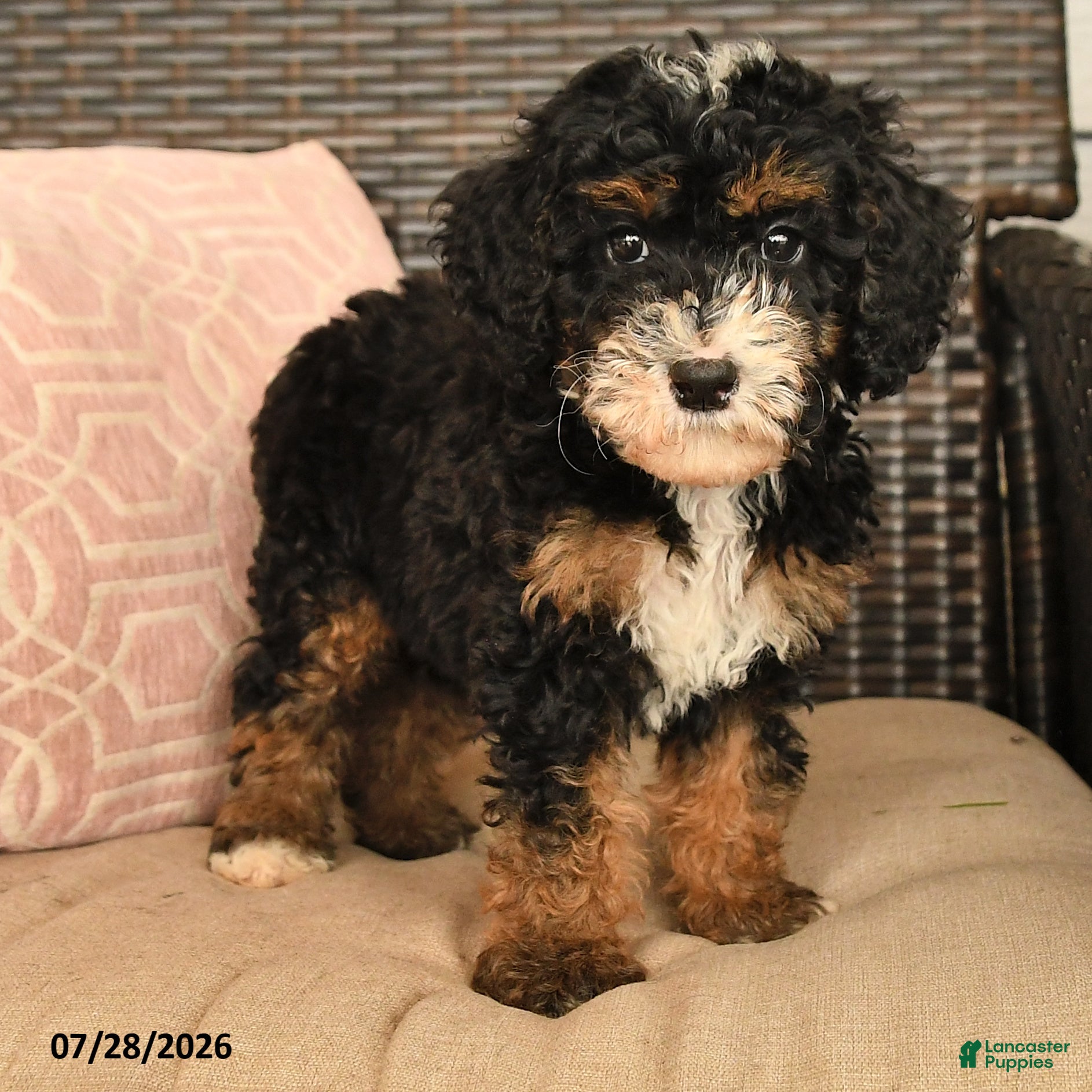 Miniature Poodle dogs Kody - Ad 2