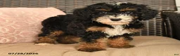 Miniature Poodle dogs for sale: Kody - Ad 2