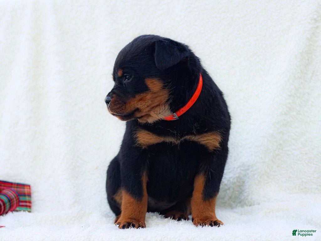 Rottweiler dogs Trixx - Ad 1