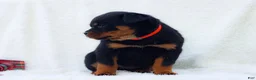 Rottweiler dogs for sale: Trixx - Ad 1