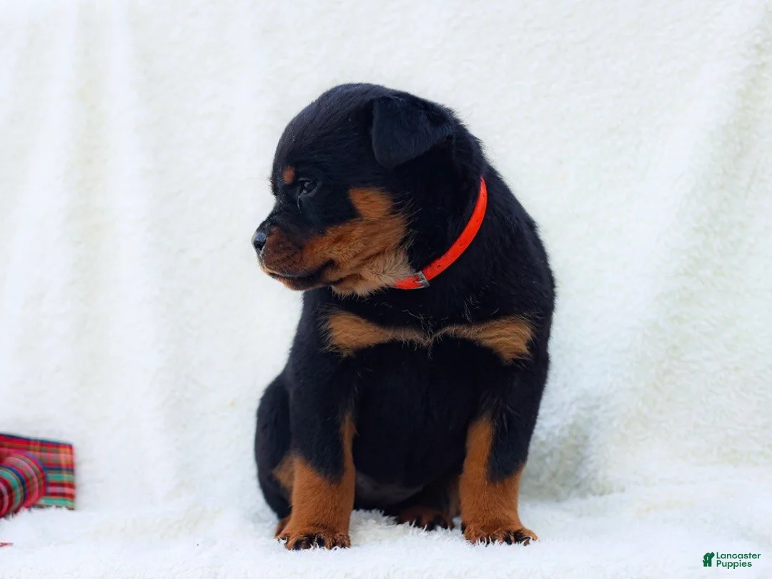 Rottweiler dogs for sale: Trixx - Ad 1