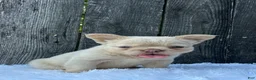 French Bulldog dogs for sale: Milo - Ad 9