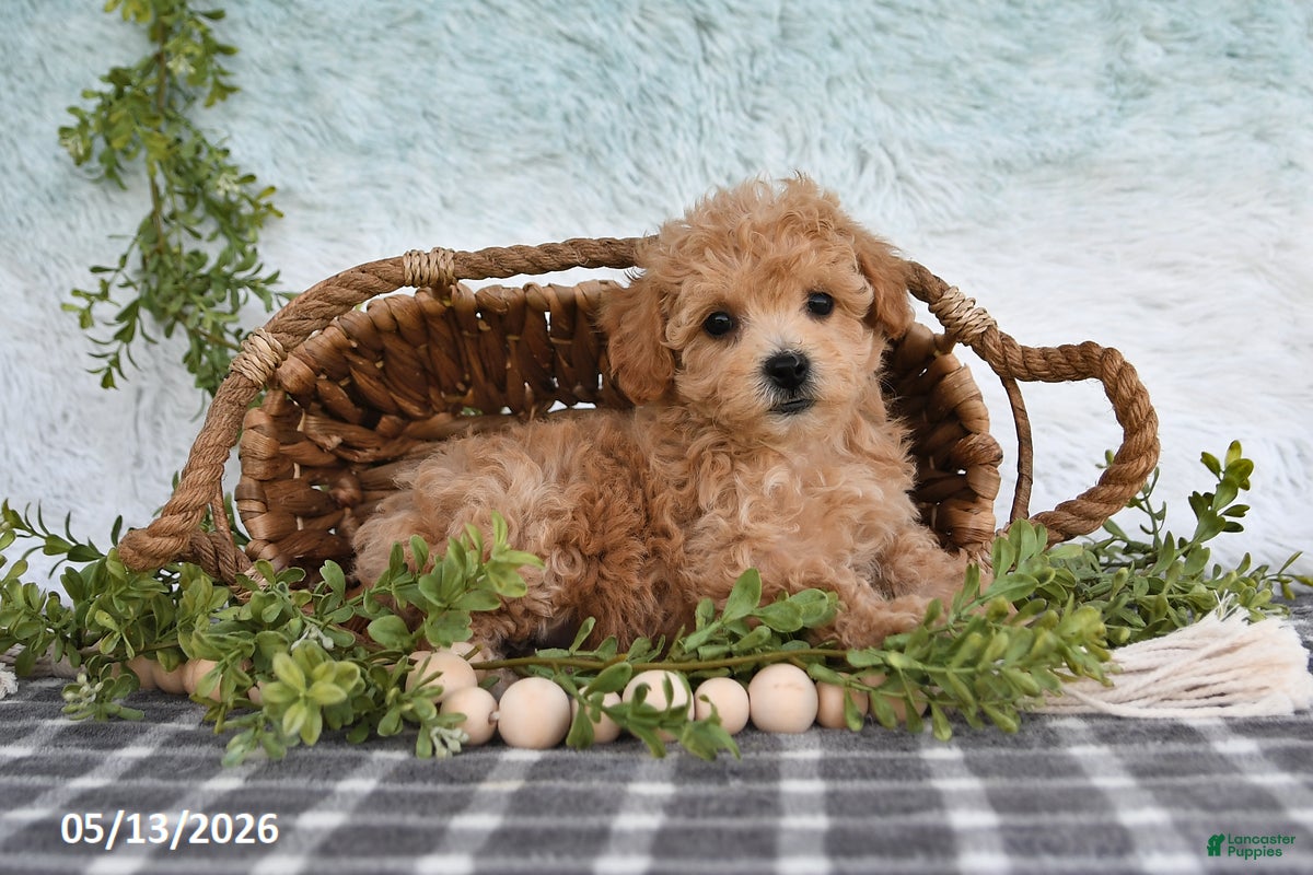 Bichpoo dogs Holly - Ad 1