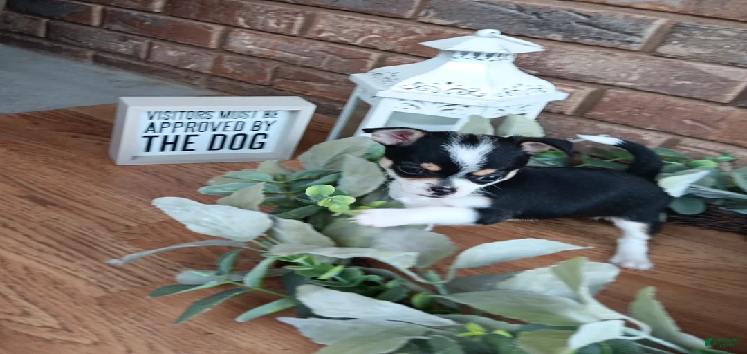 Gallery Image {{count}}