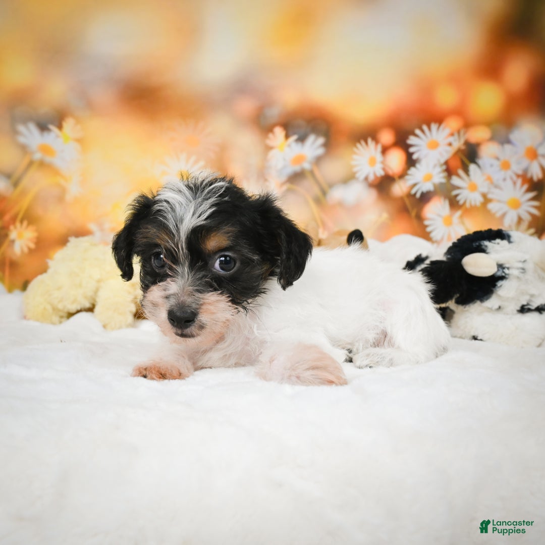 Yorkiepoo dogs for sale: Oakley - Ad 9