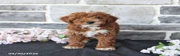 Miniature Poodle dogs for sale: Sanford - Ad 4