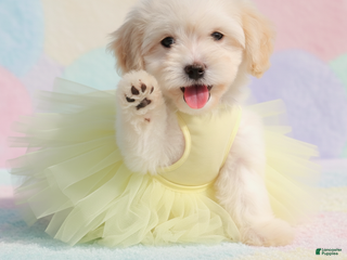 Maltipoo dogs - Ad 5