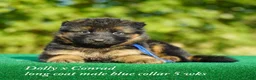 German Shepherd dogs for sale: German Shepherd female red collar - Ad 27