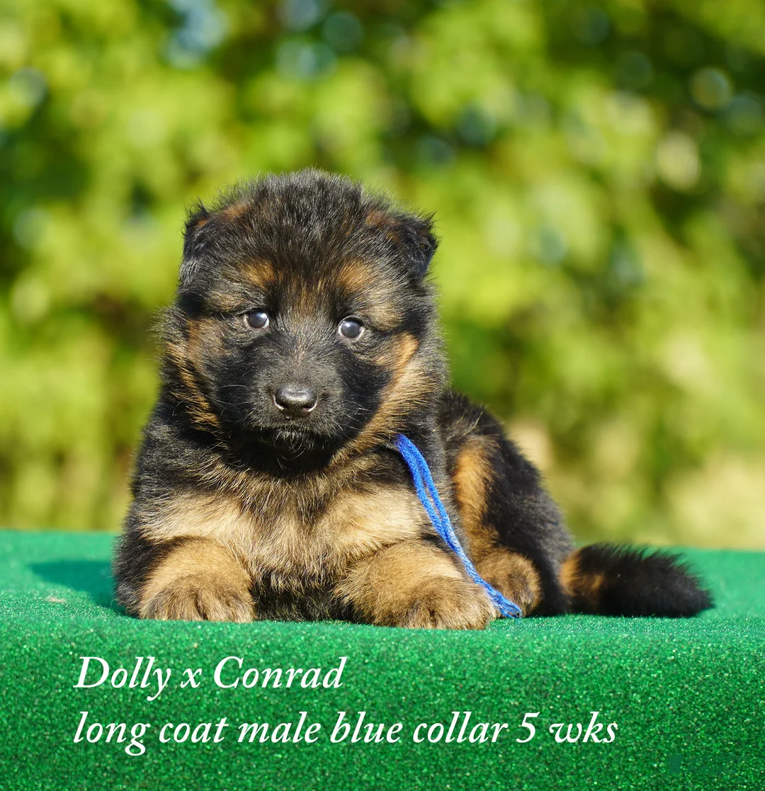German Shepherd dogs for sale: German Shepherd female red collar - Ad 27