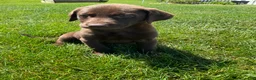 Labrador Retriever dogs for sale: Chloe - Ad 4
