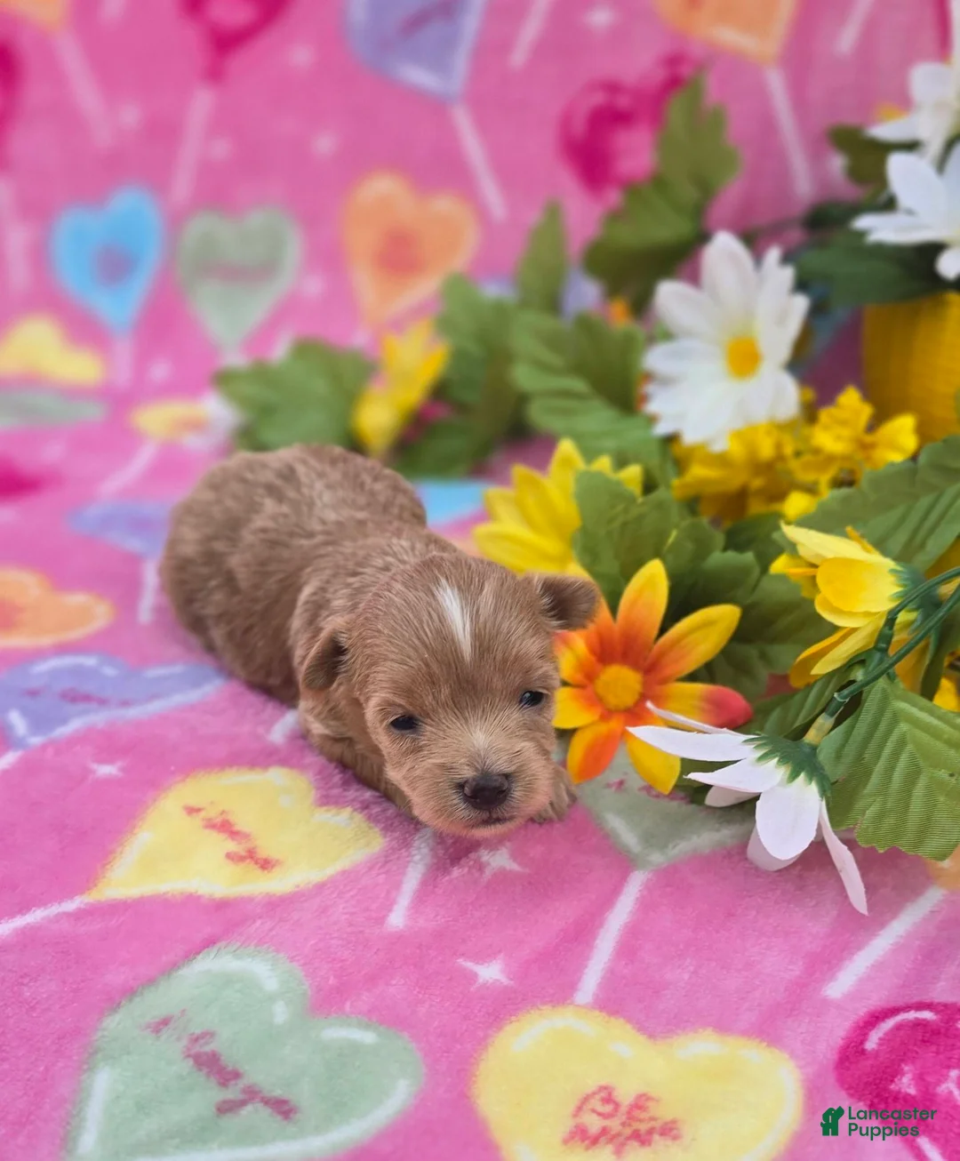 Mixed Breed dogs for sale: Nugget - Ad 16