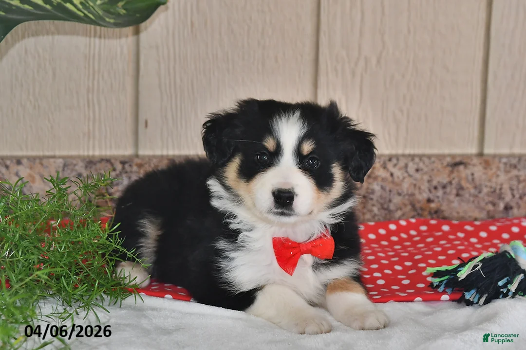 Australian Shepherd dogs for sale: Bella   - Ad 1