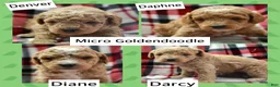 Mini Goldendoodle dogs for sale: Mini Goldendoodle Darcy - Ad 4