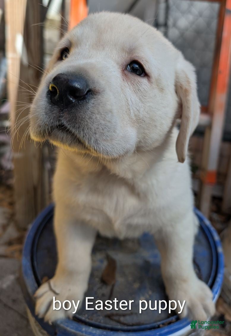 Labrador Retriever dogs Labrador Retriever Boy 2  - Ad 2