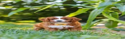 Cavapoo dogs for sale: Rocky - Ad 7