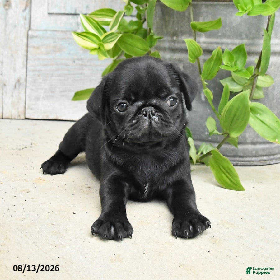 Pug dogs Rowdy - Ad 1