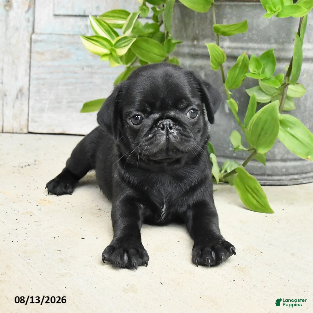 Pug dogs for sale: Rowdy - Ad 1