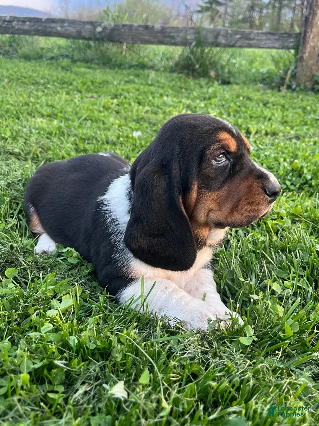 Basset Hound dogs for sale: Thaddeus - Ad 2