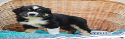 Miniature Australian Shepherd dogs for sale: Winnie - Ad 7