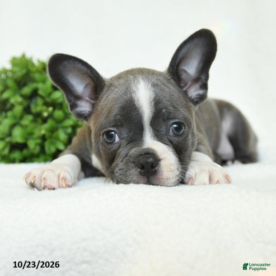 Boston Terrier dogs for sale: Griffin - Ad 2